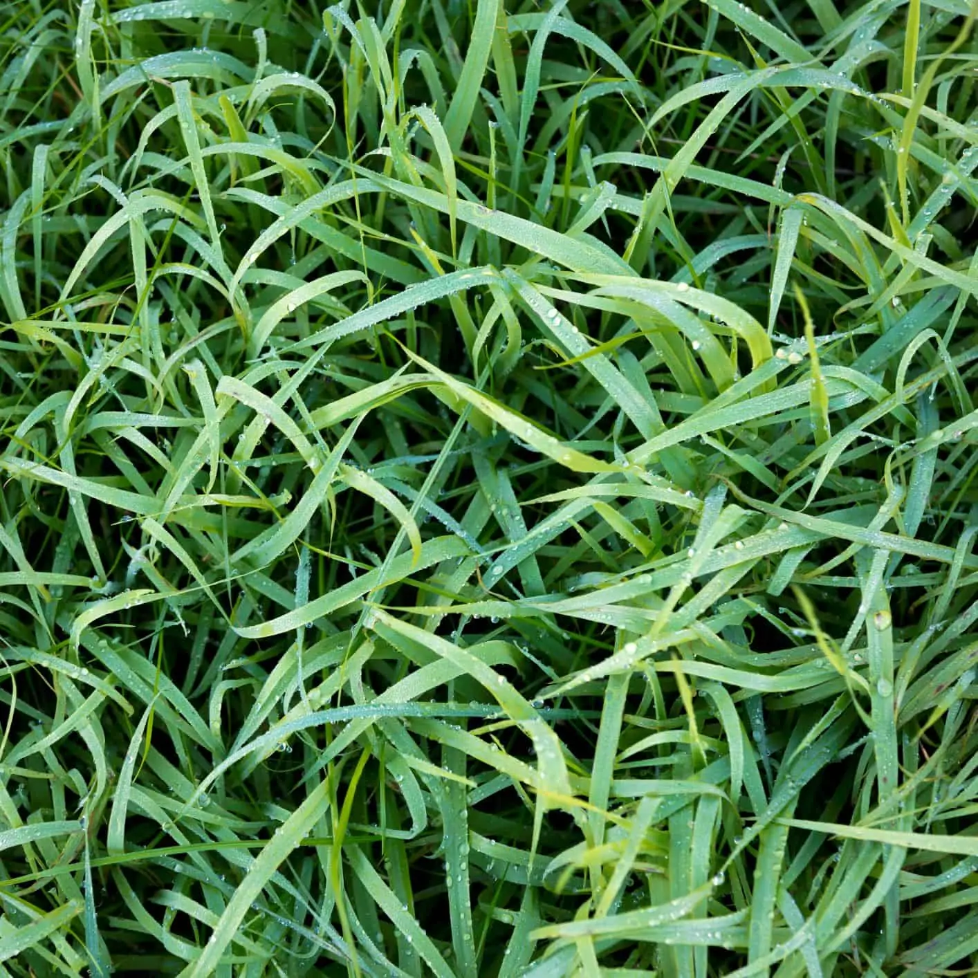 6 Winter Care Tips for Your Lawn