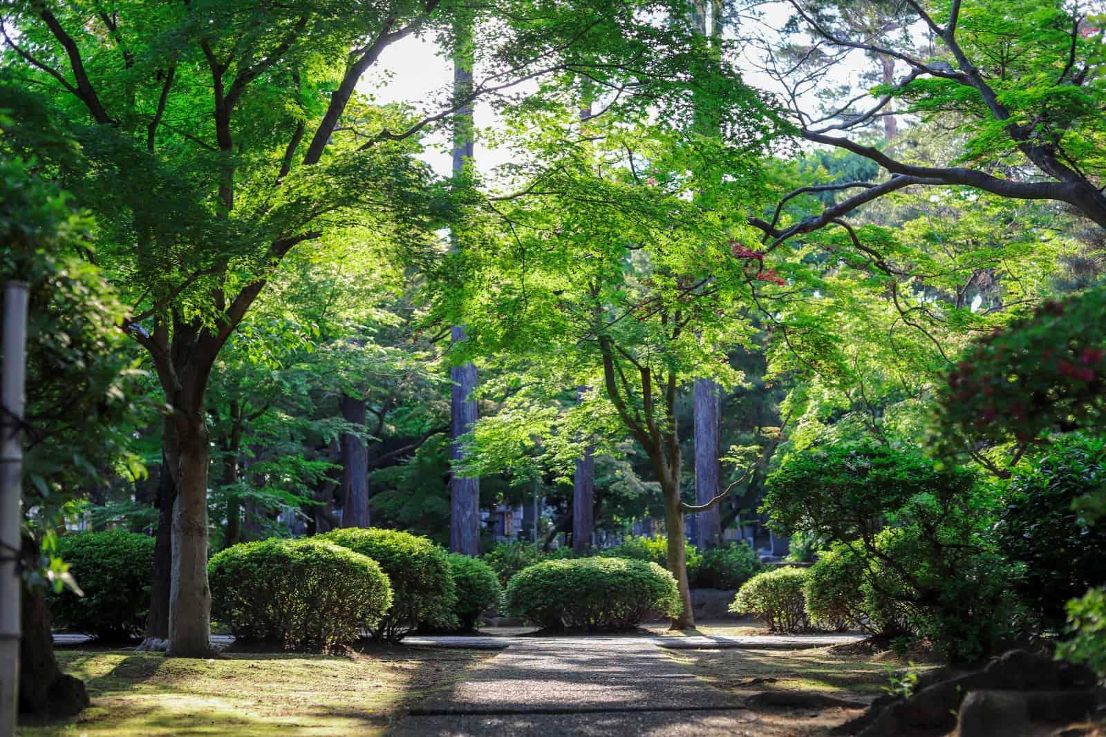 green-leafed tall trees