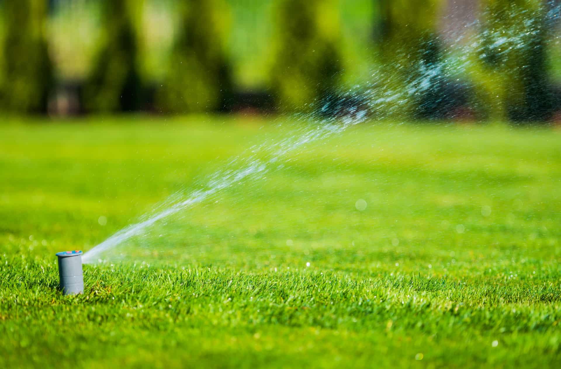 The Most Common Lawn Care Myths You Need to Stop Believing