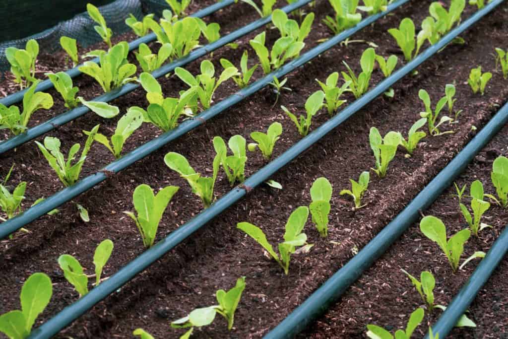 What is Drip Irrigation? The Garden Men