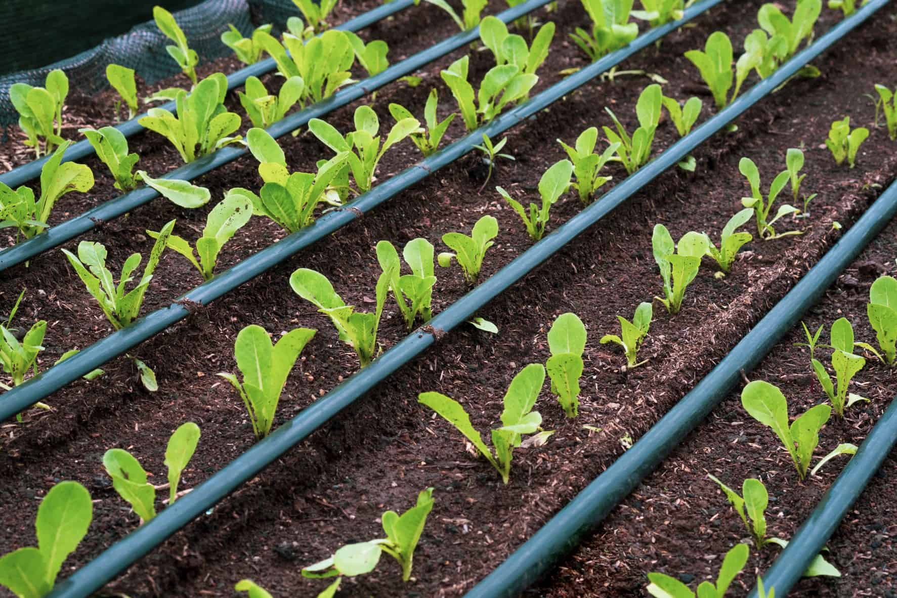 What is Drip Irrigation? | The Garden Men